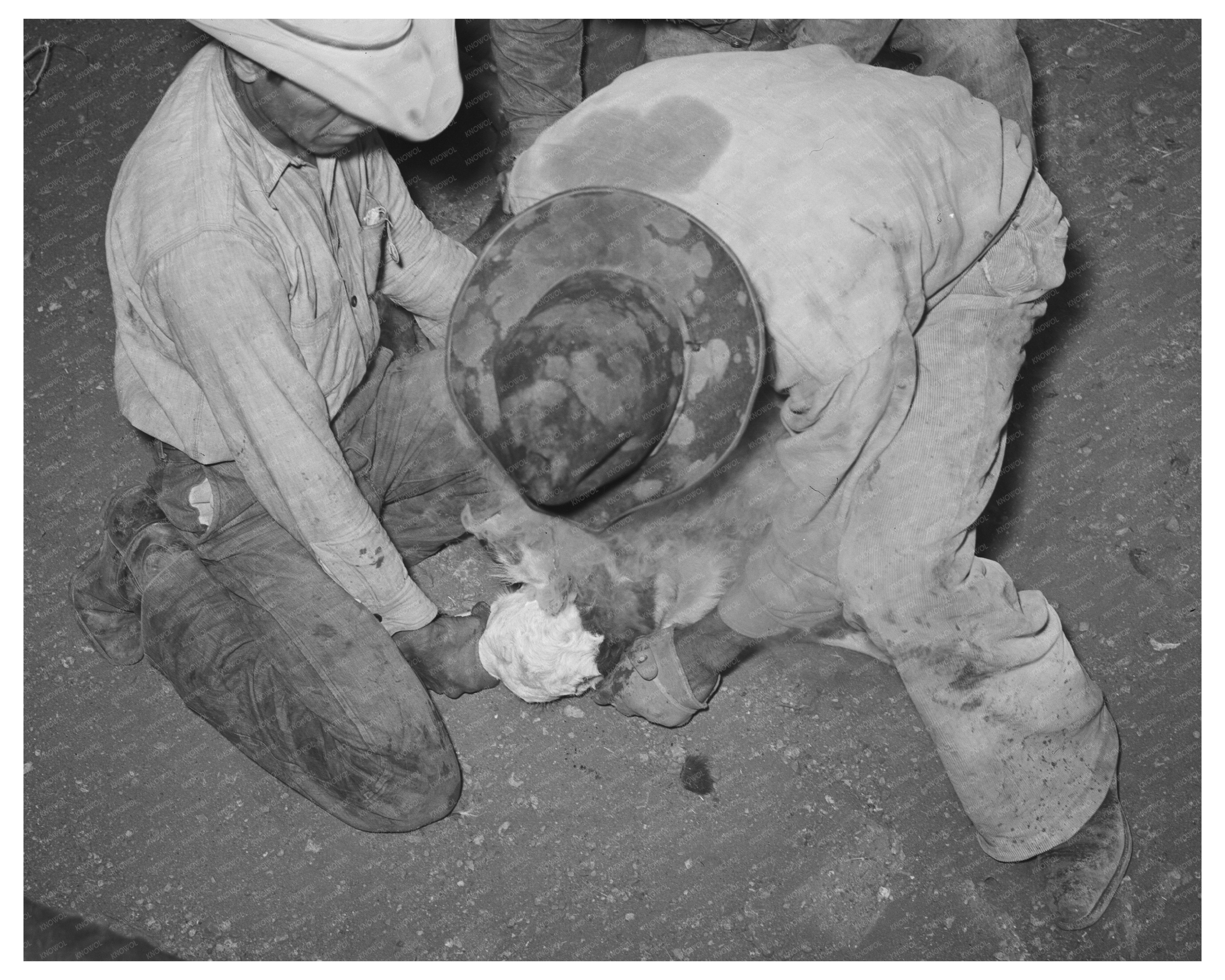 Cattle Ranching at Walking X Ranch Marfa Texas 1939