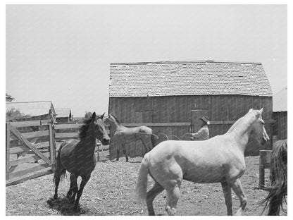 Roping a Horse at SMS Ranch Spur Texas May 1939