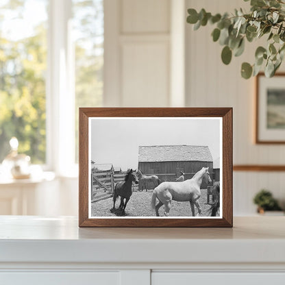 Roping a Horse at SMS Ranch Spur Texas May 1939