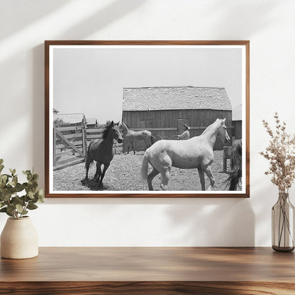 Roping a Horse at SMS Ranch Spur Texas May 1939