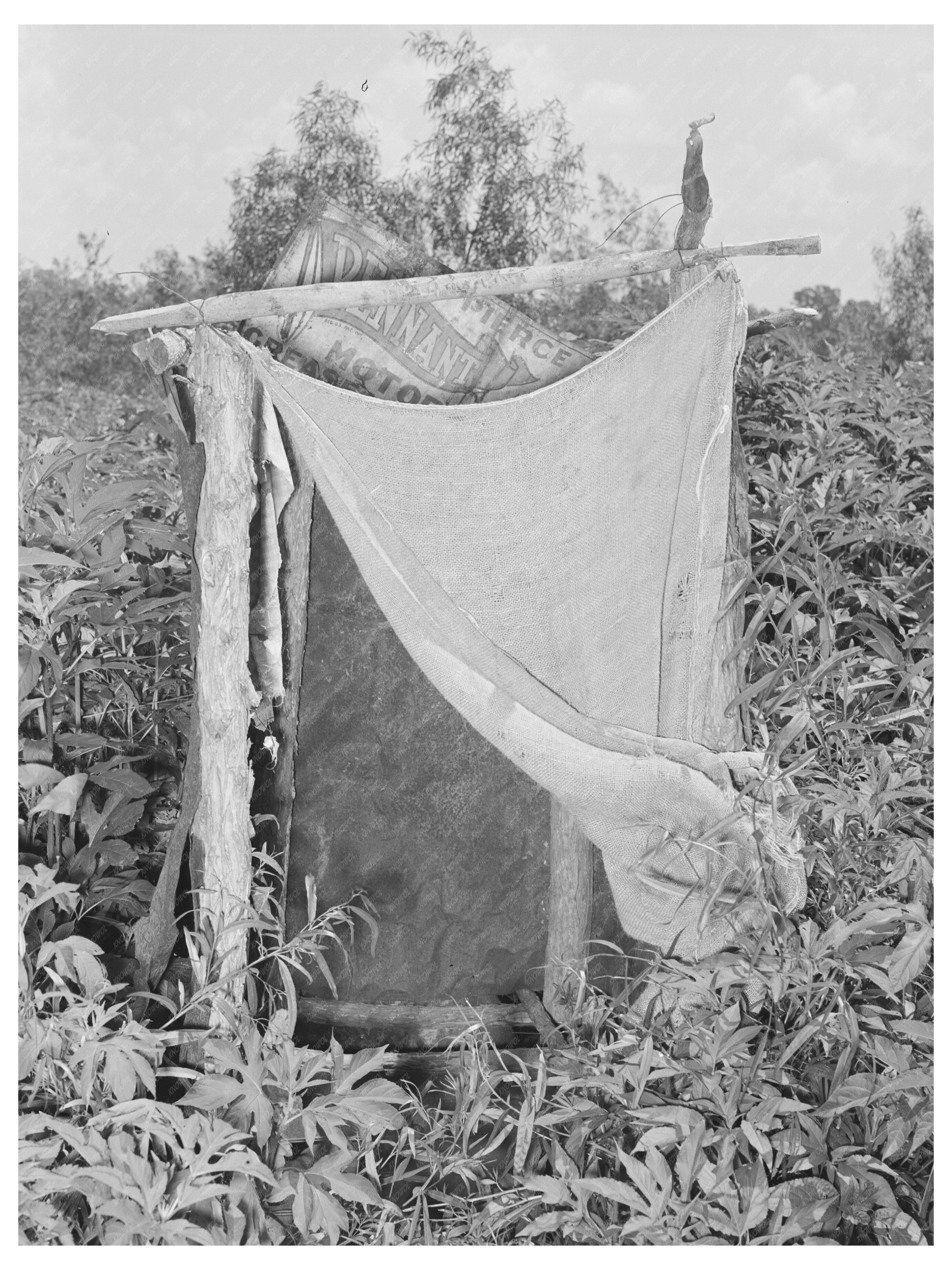 Migrant Laborers Living Conditions Oklahoma June 1939