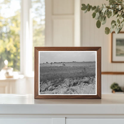 Man Plowing Cotton Field in Oklahoma June 1939
