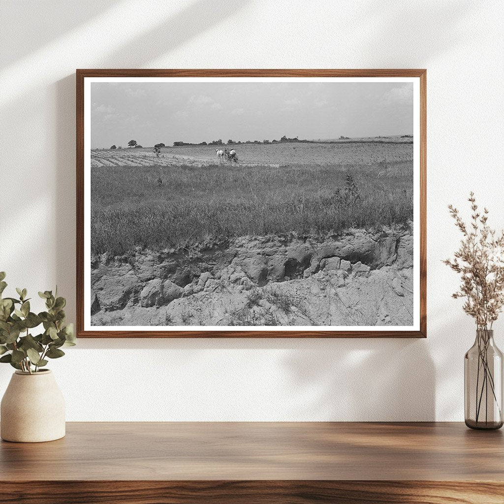 Man Plowing Cotton Field in Oklahoma June 1939