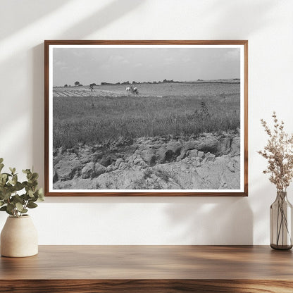 Man Plowing Cotton Field in Oklahoma June 1939