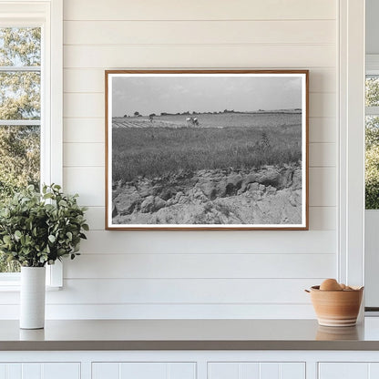 Man Plowing Cotton Field in Oklahoma June 1939