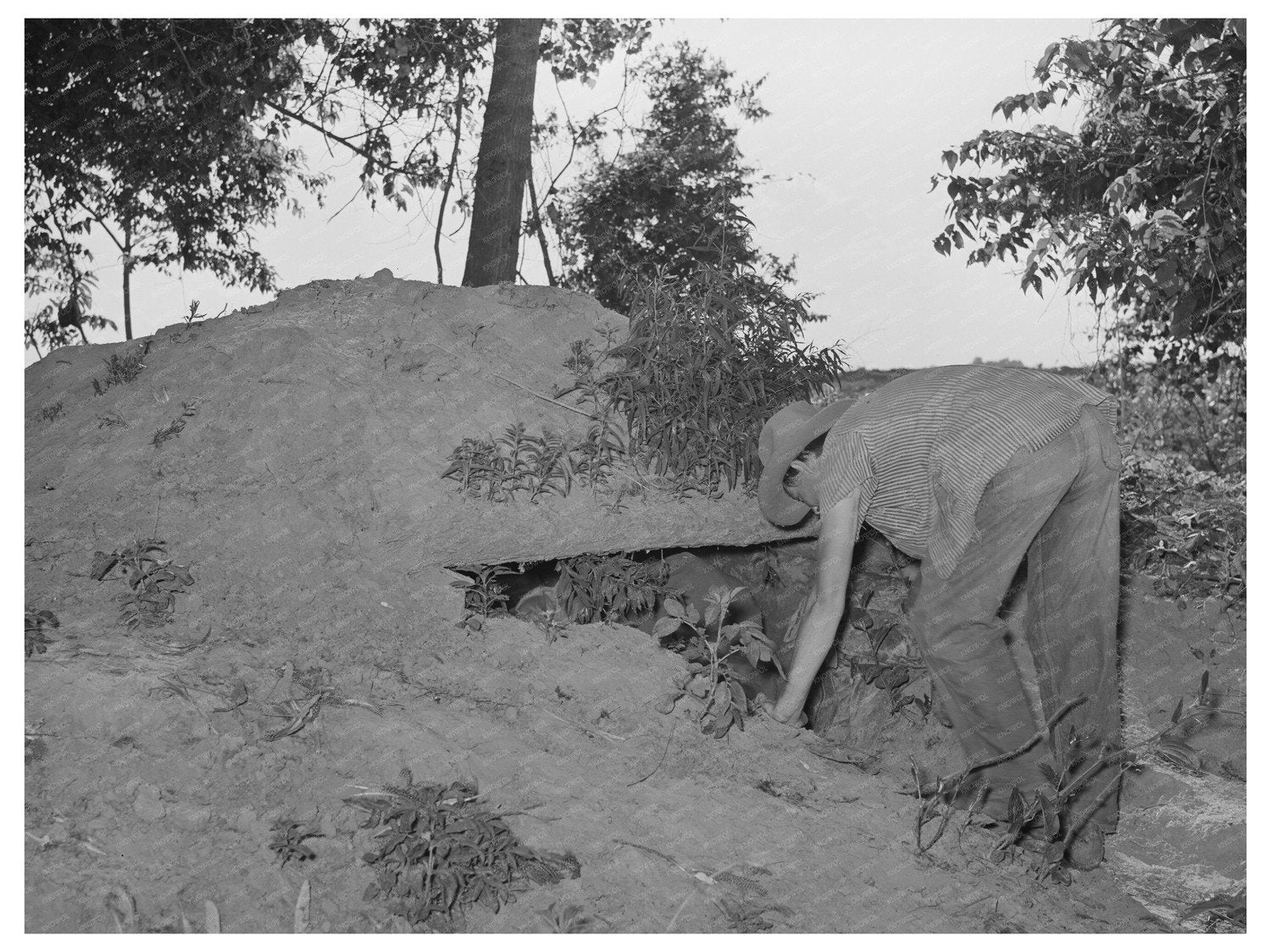 Migrant Boys in Storm Cellar Muskogee County Oklahoma 1939