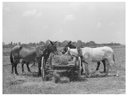 Mules Eating Hay on Tenant Farm Warner Oklahoma June 1939