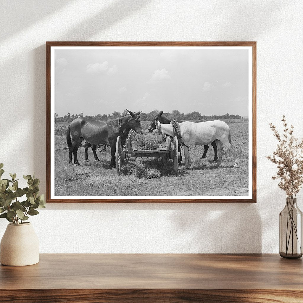 Mules Eating Hay on Tenant Farm Warner Oklahoma June 1939