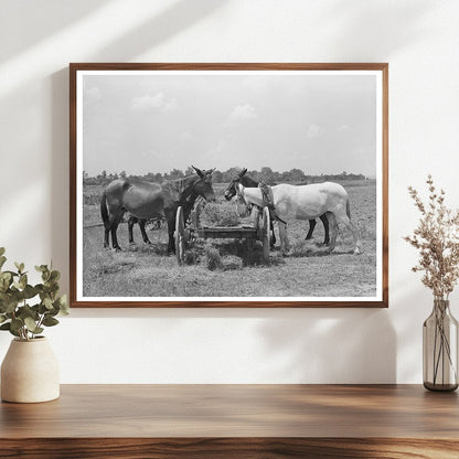 Mules Eating Hay on Tenant Farm Warner Oklahoma June 1939