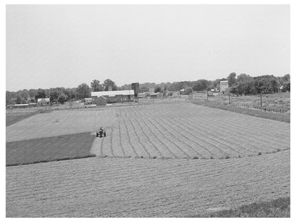 Vintage Alfalfa Cutting Field with Tractor June 1939