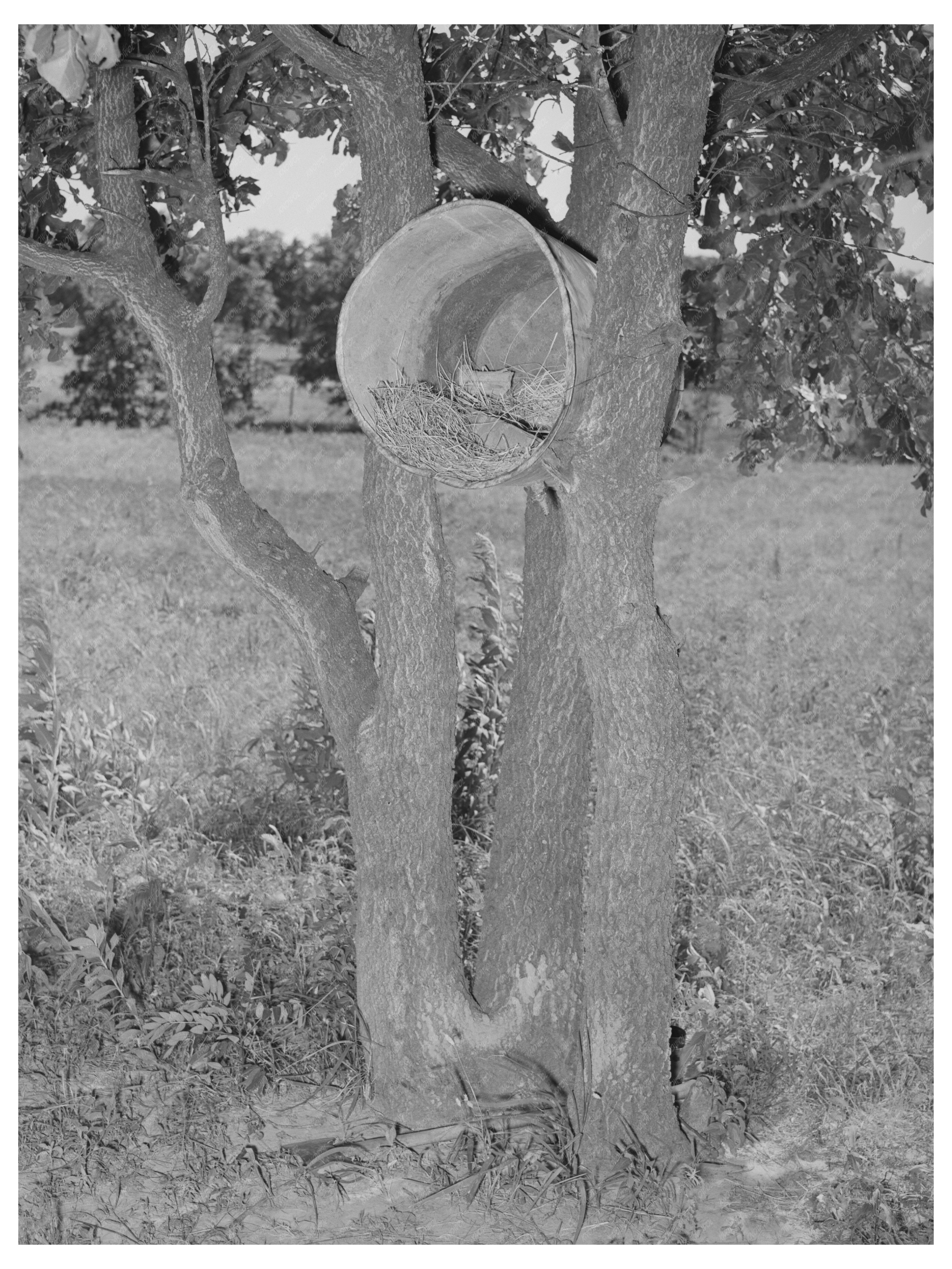 Hens Nest in Tree McIntosh County Oklahoma June 1939