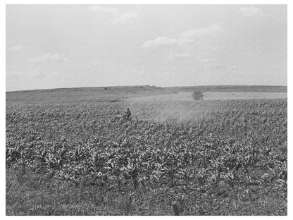 Plowing Corn in Wagoner County Oklahoma June 1939