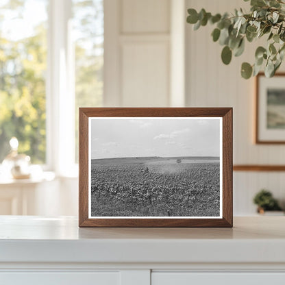 Plowing Corn in Wagoner County Oklahoma June 1939