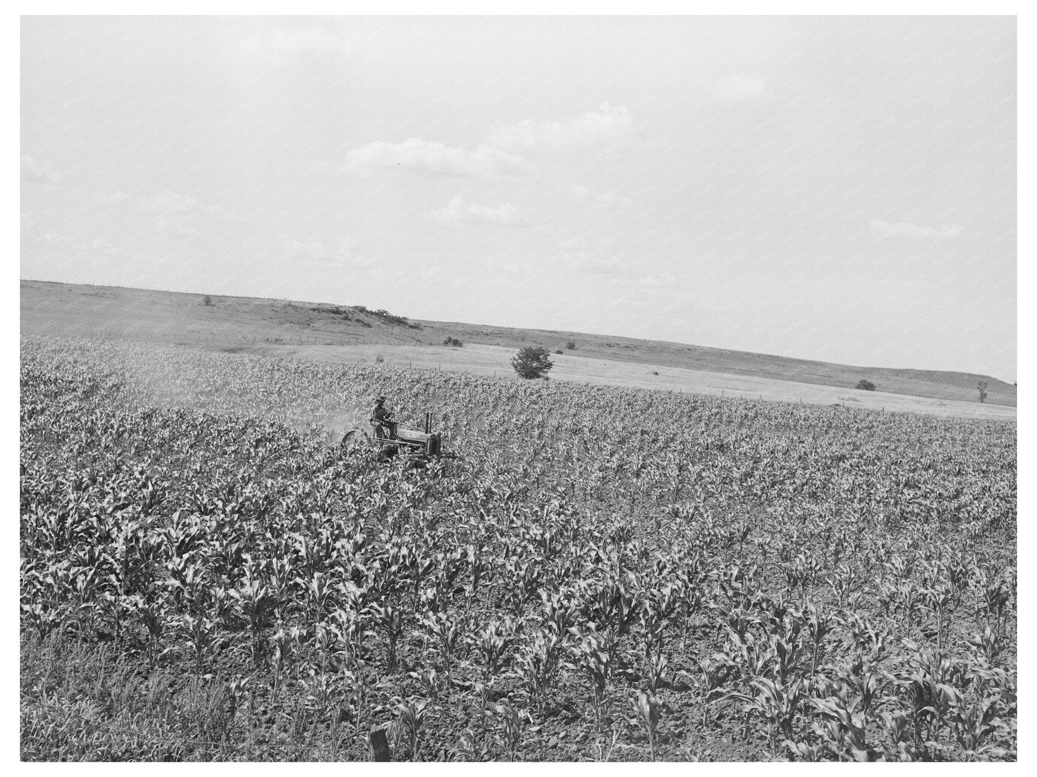 Farming Scene in Wagoner County Oklahoma June 1939