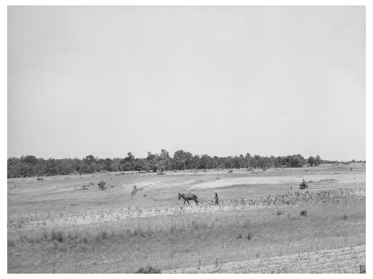 Strip Farming and Erosion Impact in Oklahoma 1939