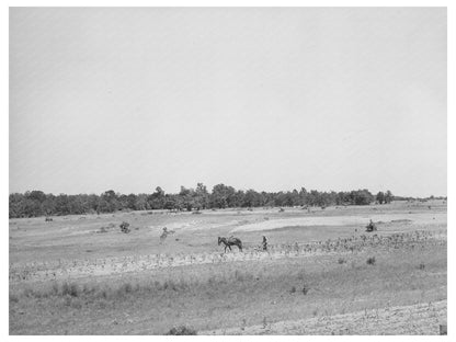 Strip Farming and Erosion Impact in Oklahoma 1939
