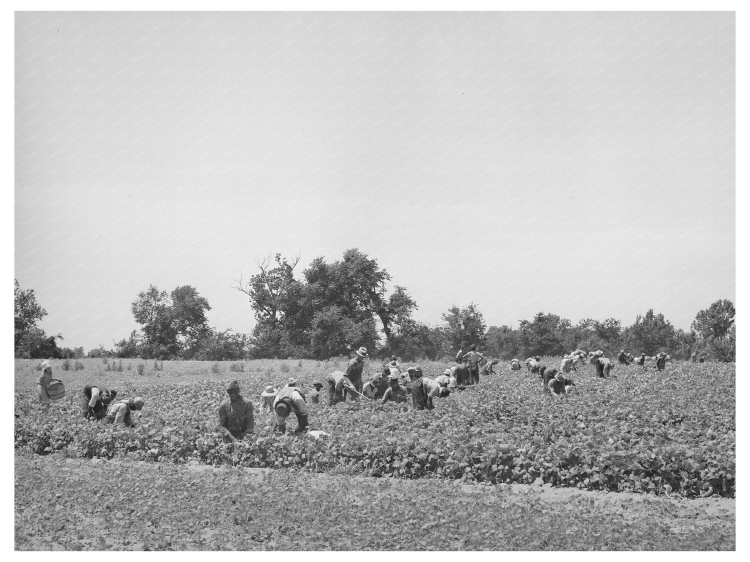 Stringbean Picker in Muskogee Oklahoma June 1939