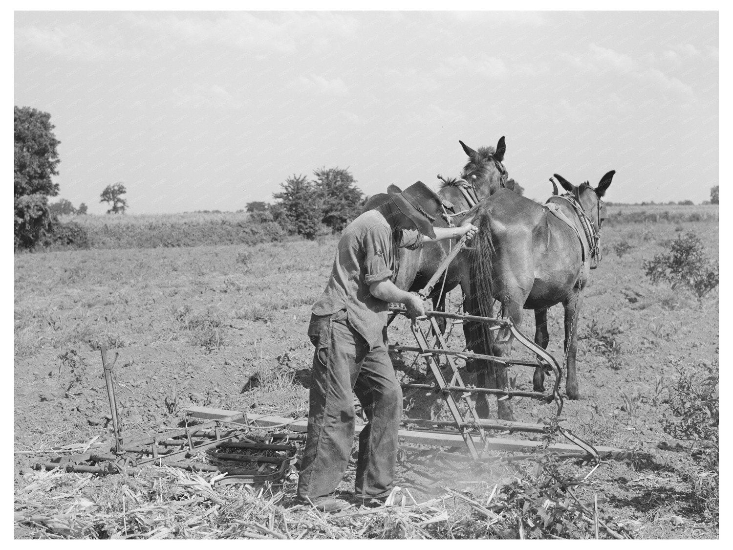 Tenant Farmer Adjusts Harrow Muskogee Oklahoma July 1939