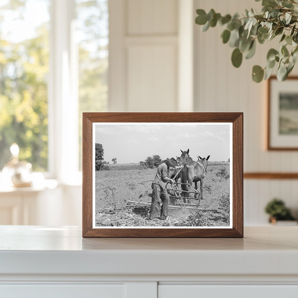 Tenant Farmer Adjusts Harrow Muskogee Oklahoma July 1939