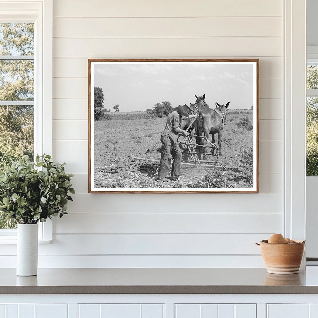 Tenant Farmer Adjusts Harrow Muskogee Oklahoma July 1939