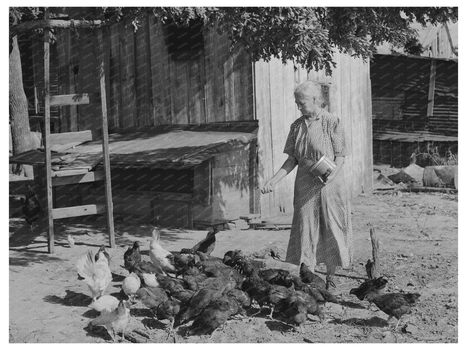 Tenant Farmers Wife Feeding Chickens Muskogee Oklahoma 1939