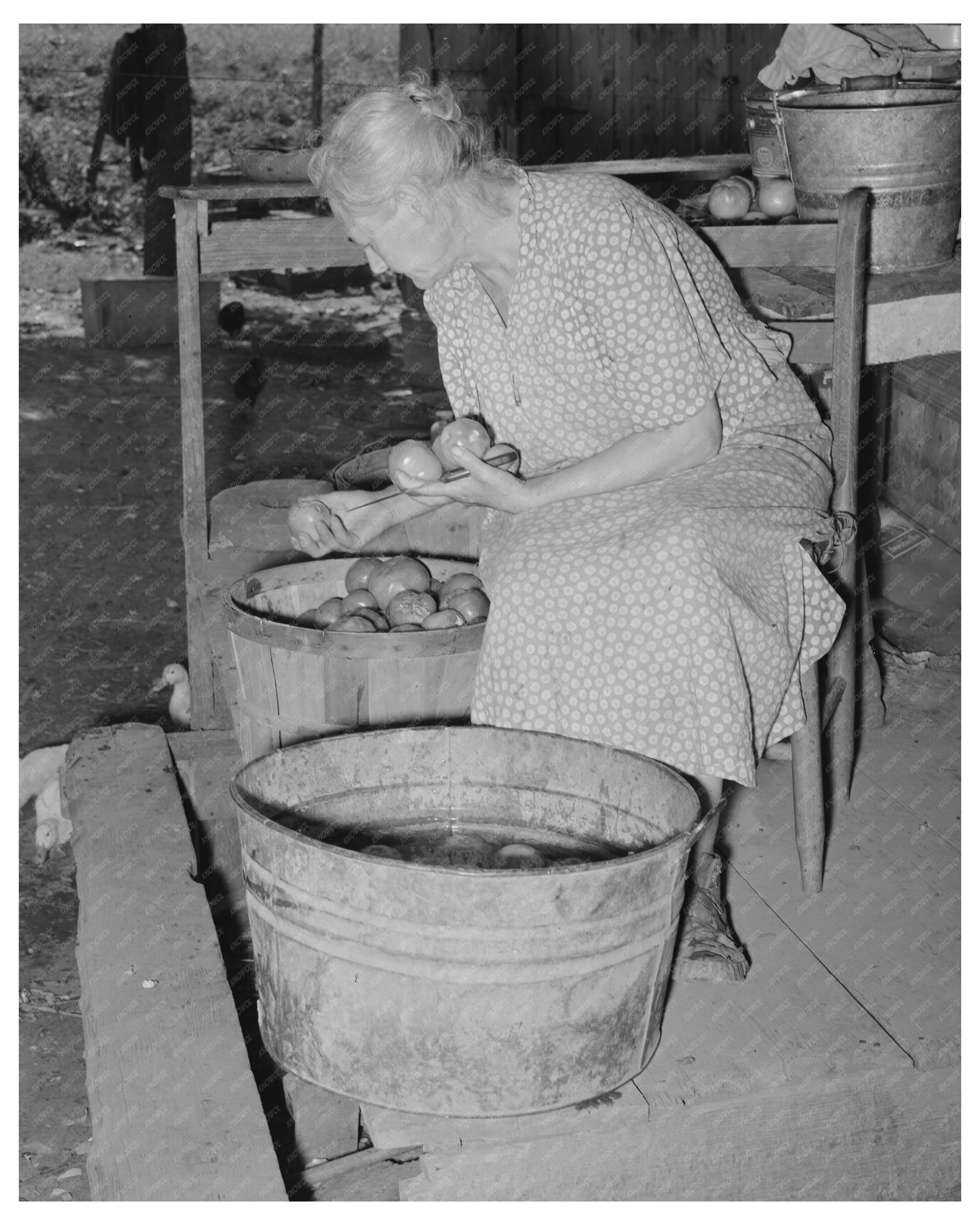 Tenant Farmers Wife Sorting Tomatoes Muskogee 1939