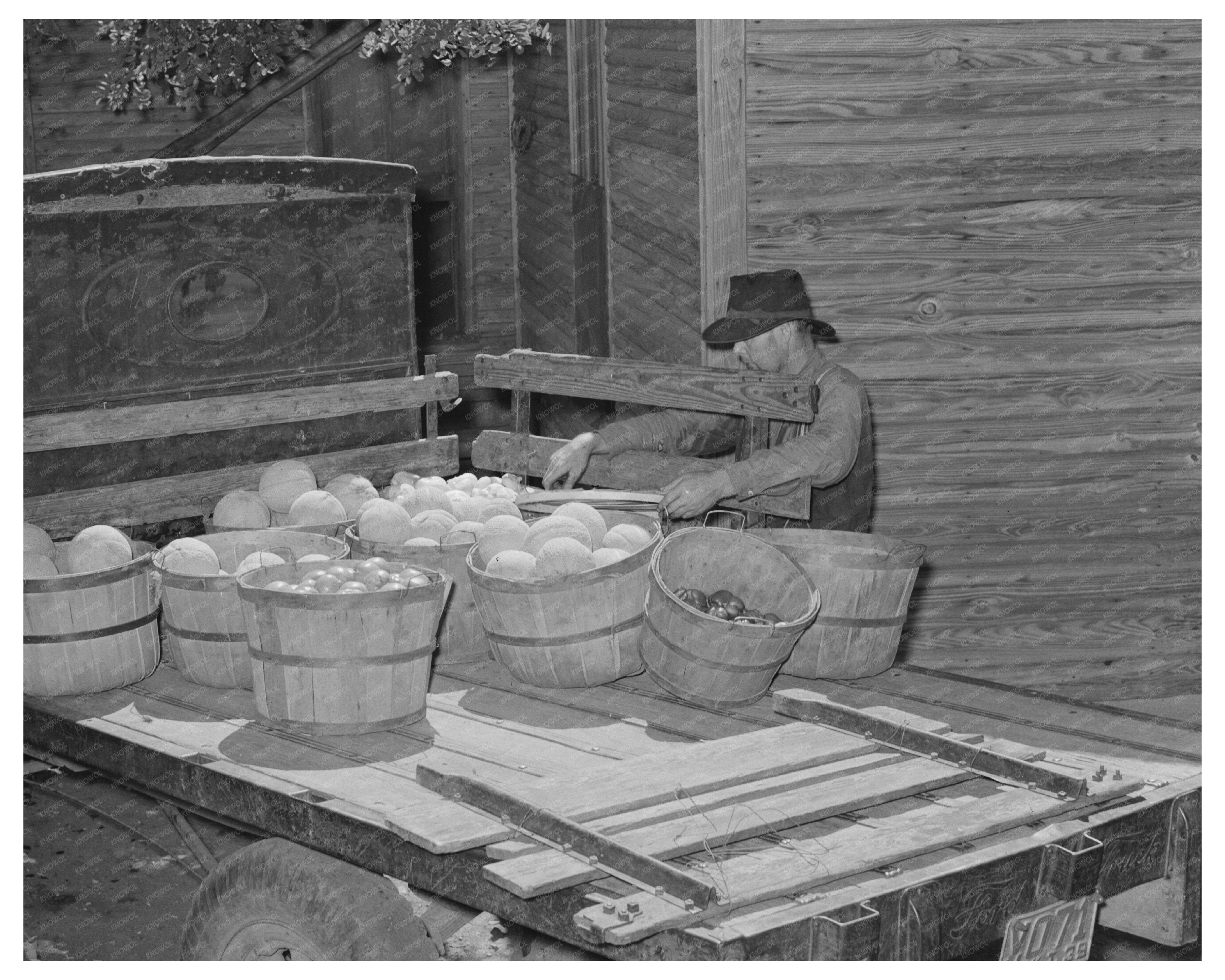 Muskogee Farmers Load Melons for Market July 1939