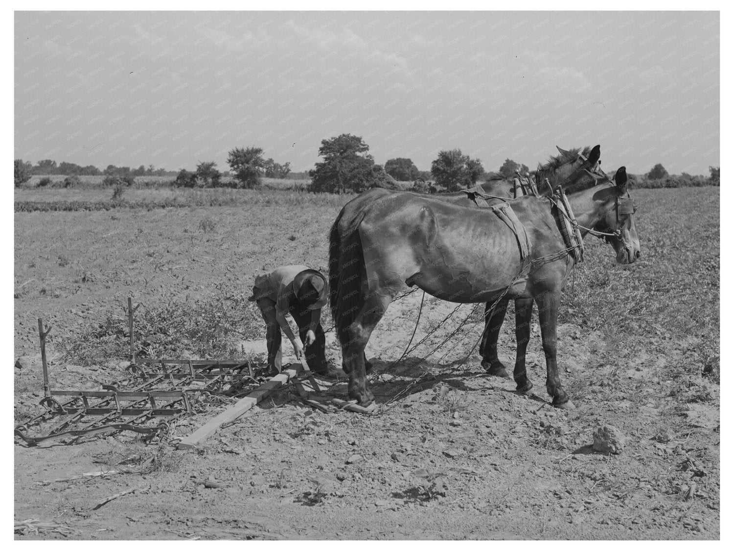 Mule Team and Harrow in Muskogee County Oklahoma 1939