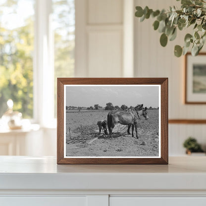 Mule Team and Harrow in Muskogee County Oklahoma 1939