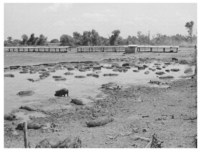 Hog Pen and Wallow by Oklahoma City Dump July 1939