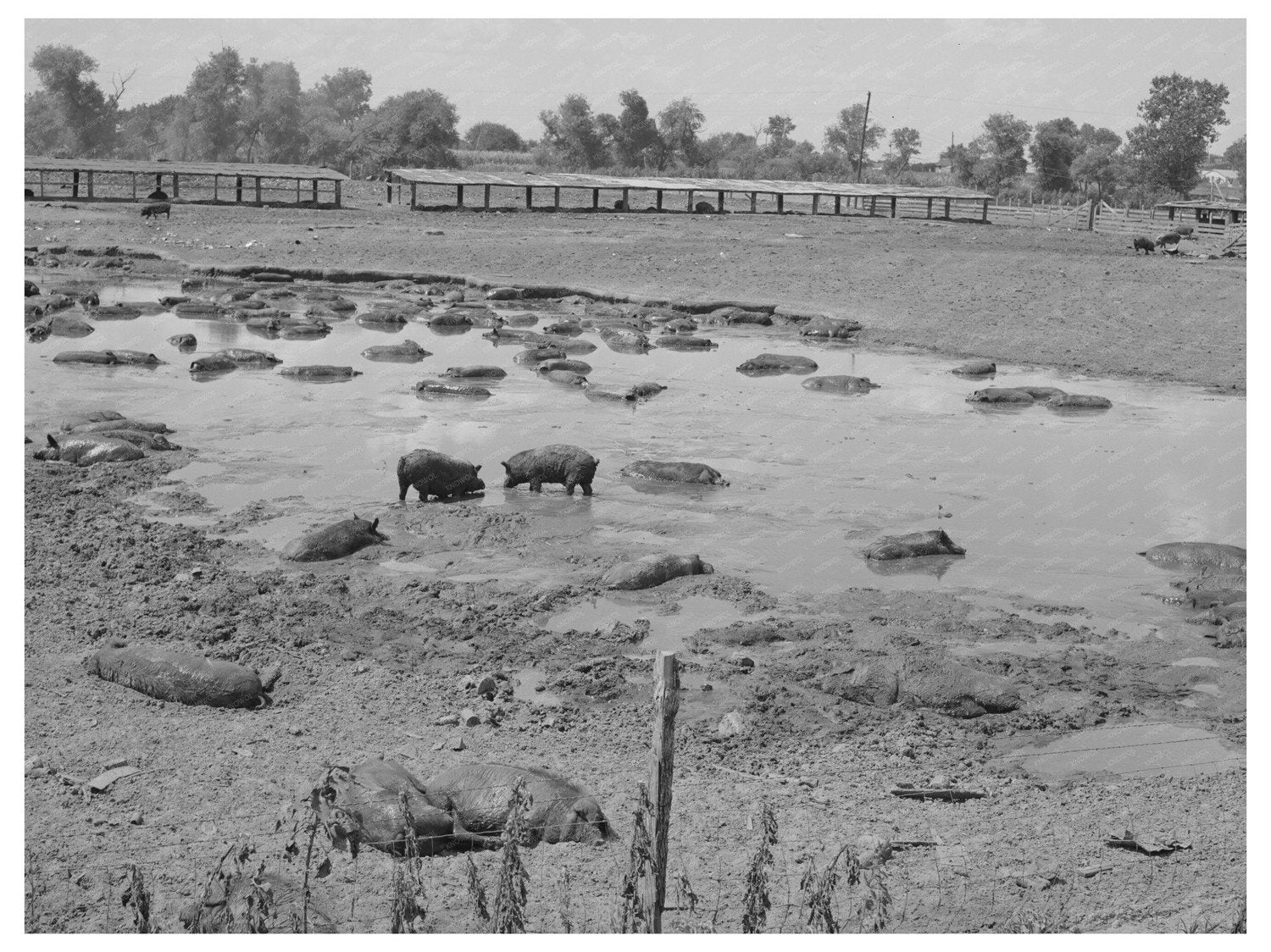 Hog Pen and Wallow Near Oklahoma City Dump July 1939