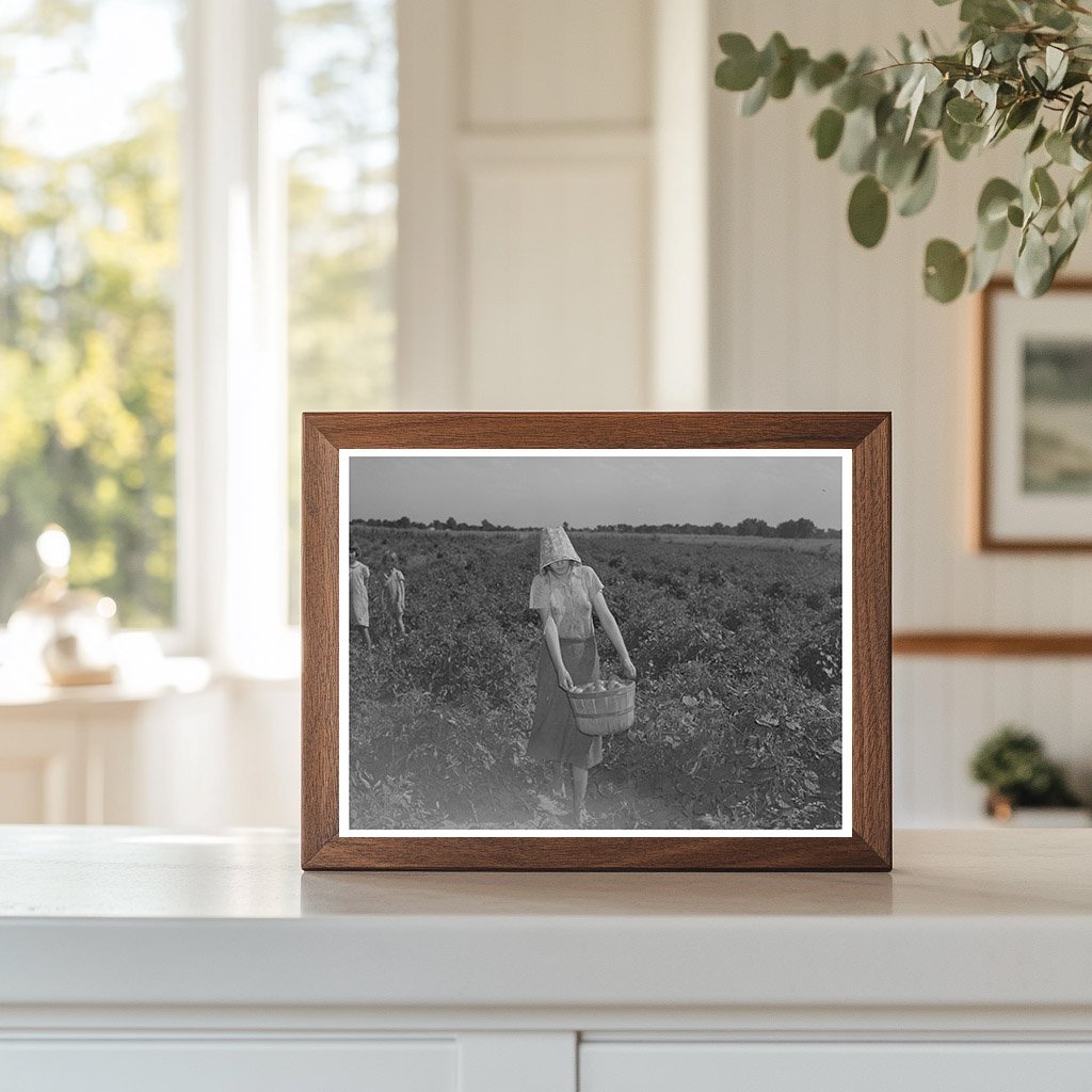 Young Girl Picking Tomatoes in Oklahoma July 1939