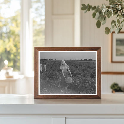 Young Girl Picking Tomatoes in Oklahoma July 1939