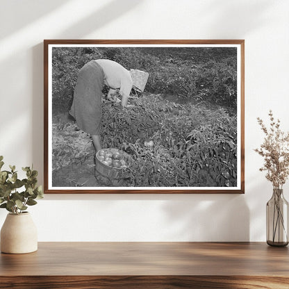 Daughter of Tenant Farmer Picking Tomatoes 1939