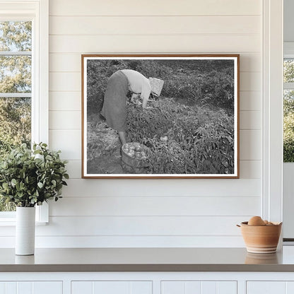 Daughter of Tenant Farmer Picking Tomatoes 1939