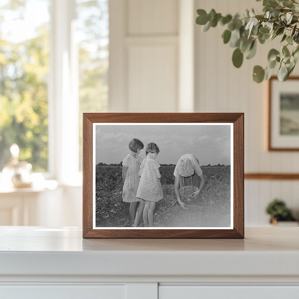 Daughter of Tenant Farmer Picking Tomatoes July 1939