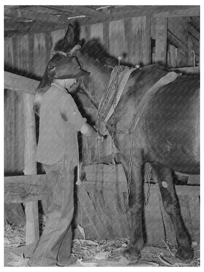 Young Boy Harnessing Horse Muskogee County Oklahoma 1939