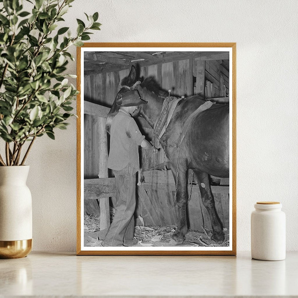 Young Boy Harnessing Horse Muskogee County Oklahoma 1939