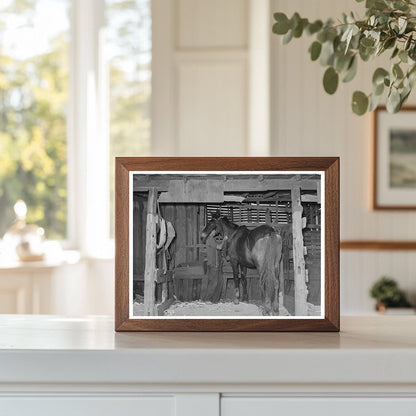 Tenant Farmers Son Harnessing Horse Muskogee 1939