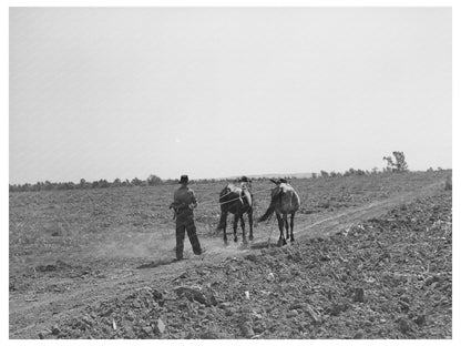 1939 Boy Walking with Mules in Muskogee Oklahoma