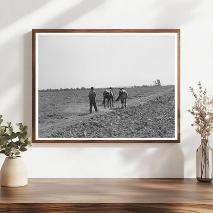 1939 Boy Walking with Mules in Muskogee Oklahoma