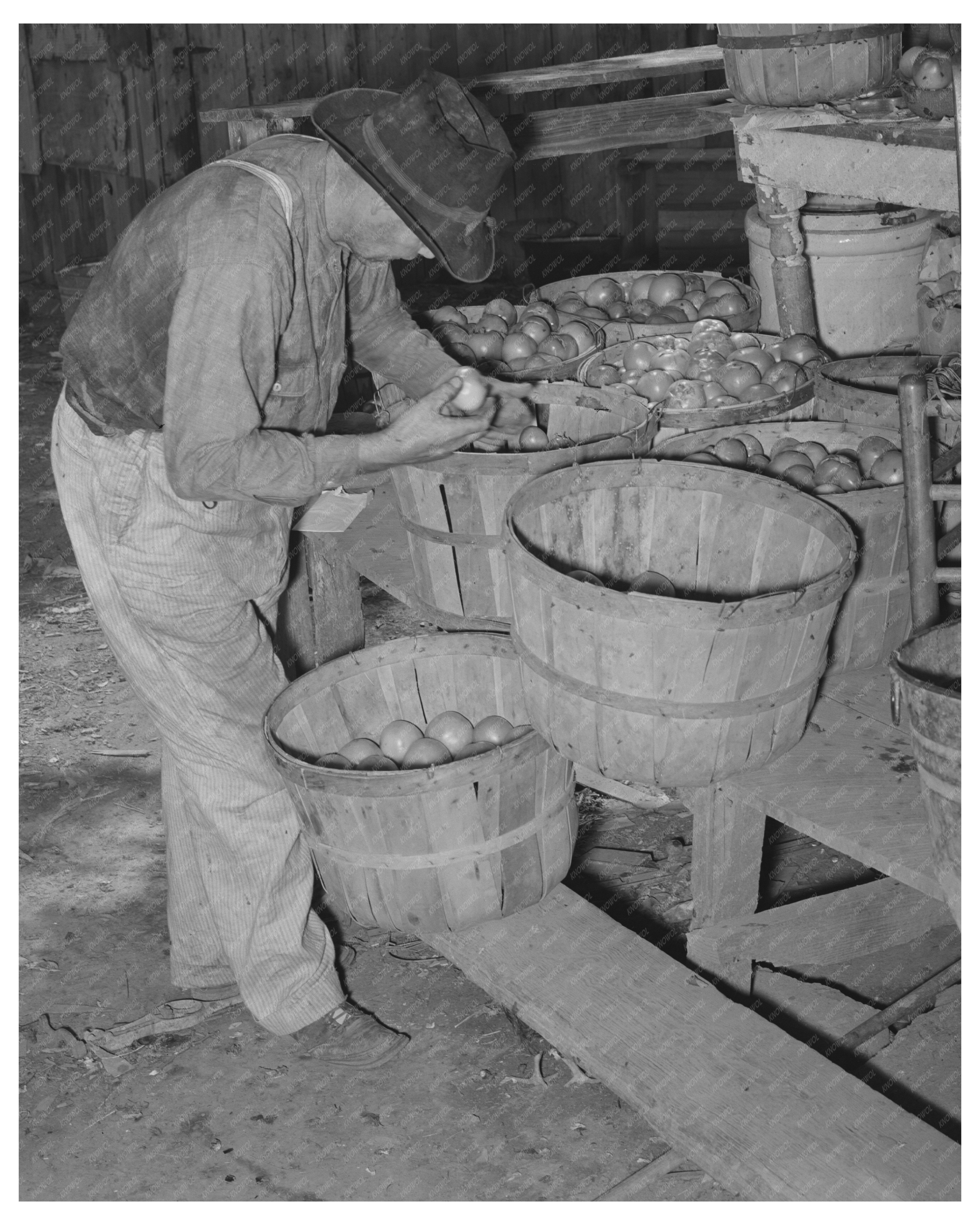 Tenant Farmer Picking Tomatoes Muskogee County Oklahoma 1939
