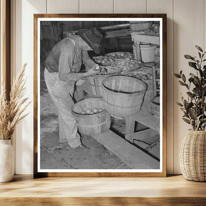 Tenant Farmer Picking Tomatoes Muskogee County Oklahoma 1939