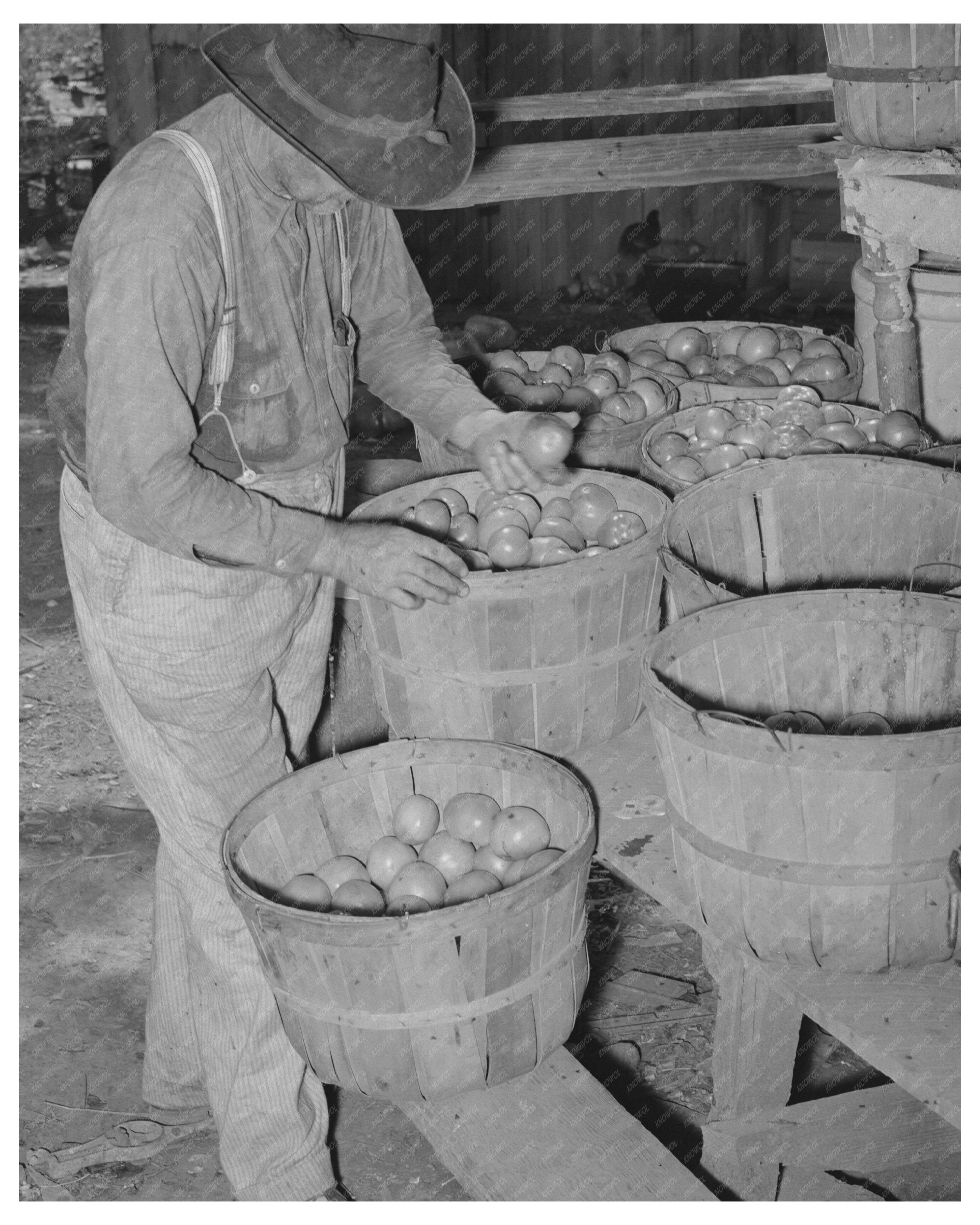 Tenant Farmer Harvesting Tomatoes Muskogee Oklahoma 1939