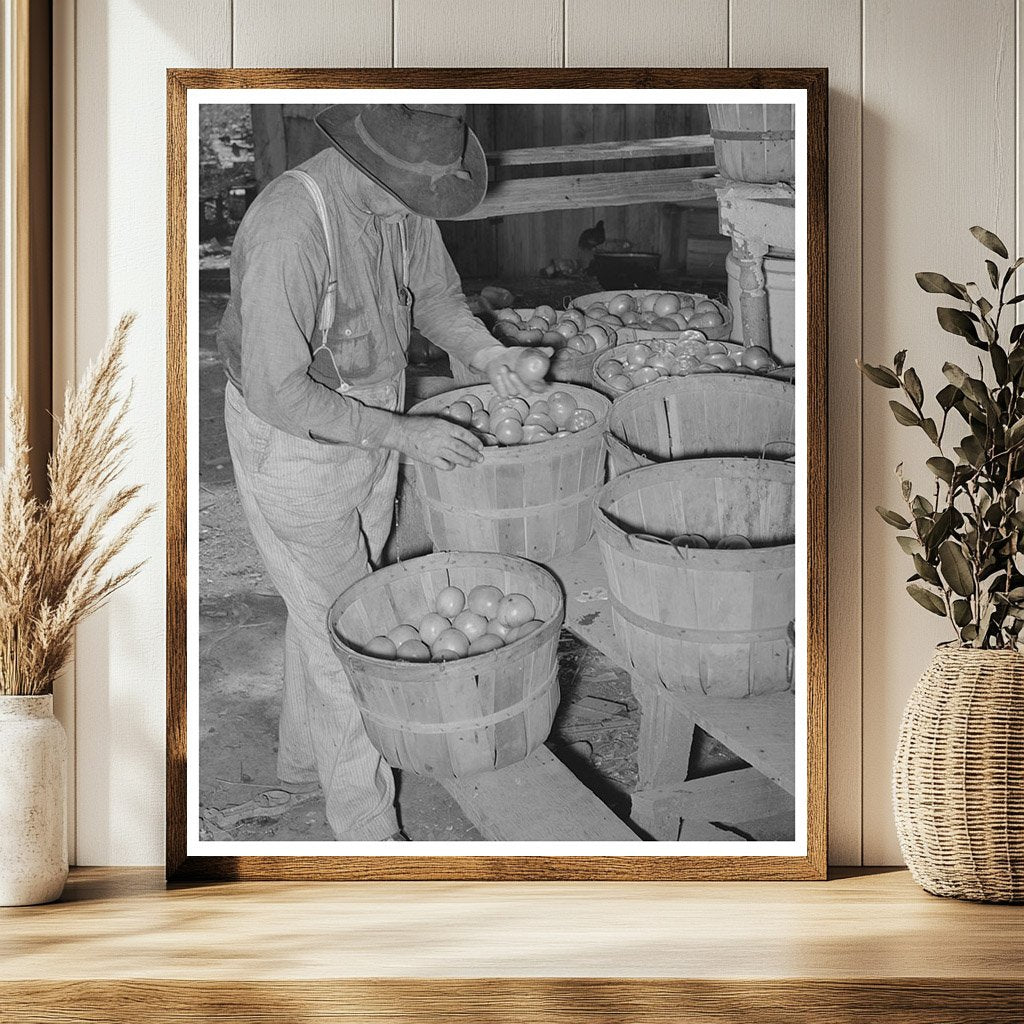 Tenant Farmer Harvesting Tomatoes Muskogee Oklahoma 1939