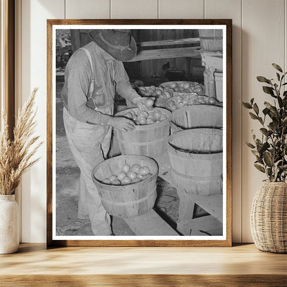 Tenant Farmer Harvesting Tomatoes Muskogee Oklahoma 1939