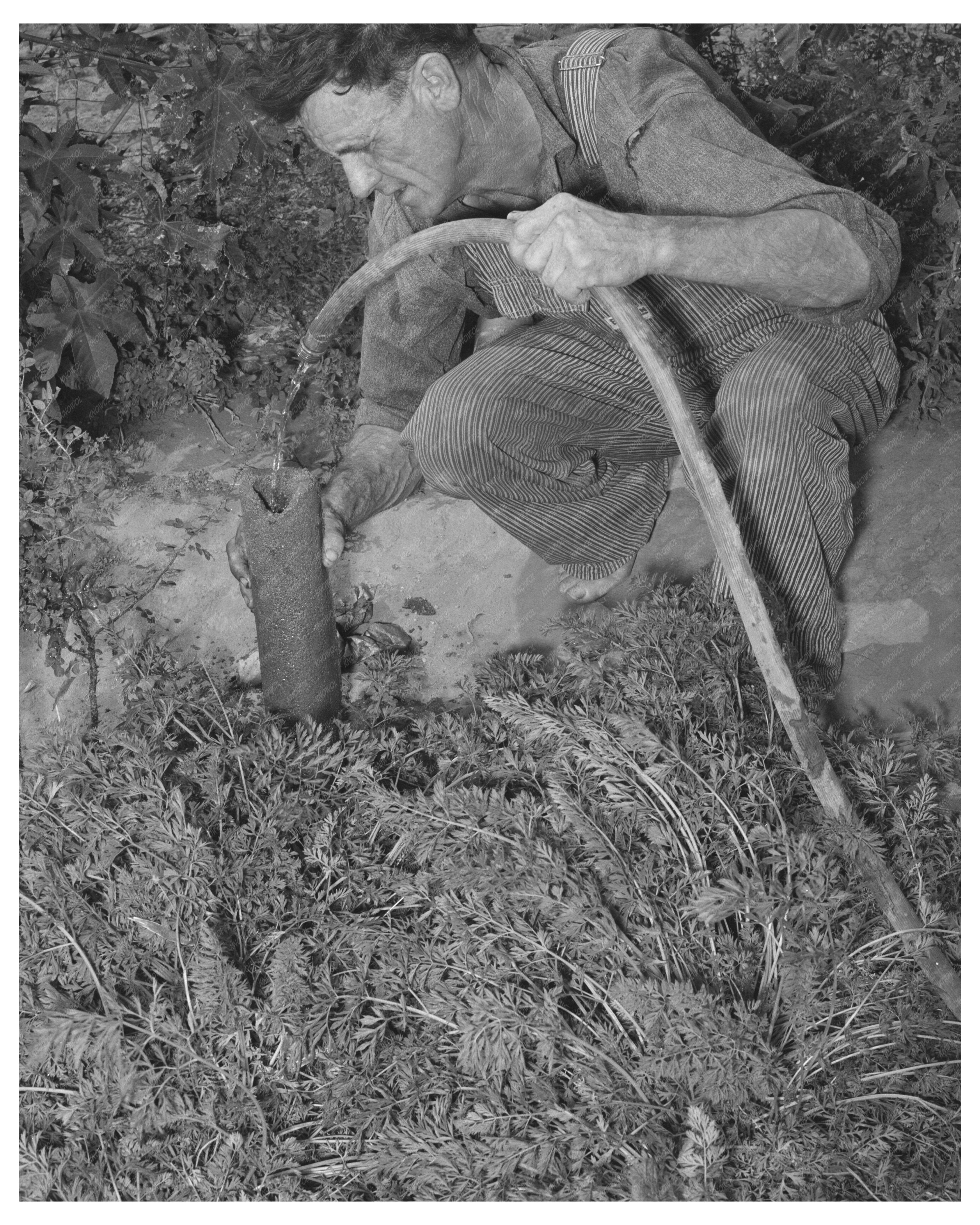 Mr. Schoenfeldt Watering Garden in Kansas August 1939