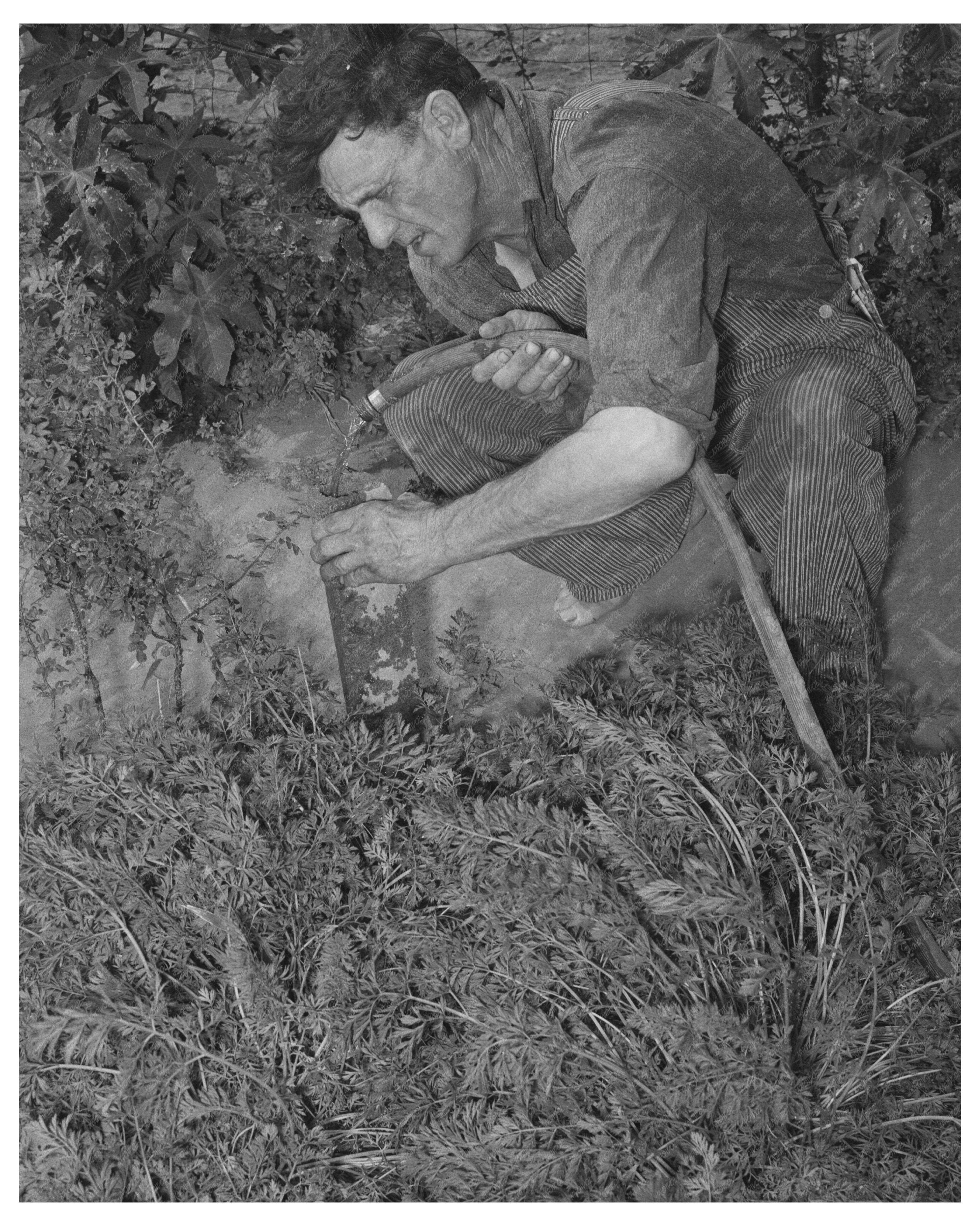 Mr. Schoenfeldt Tending Tile Garden Kansas 1939