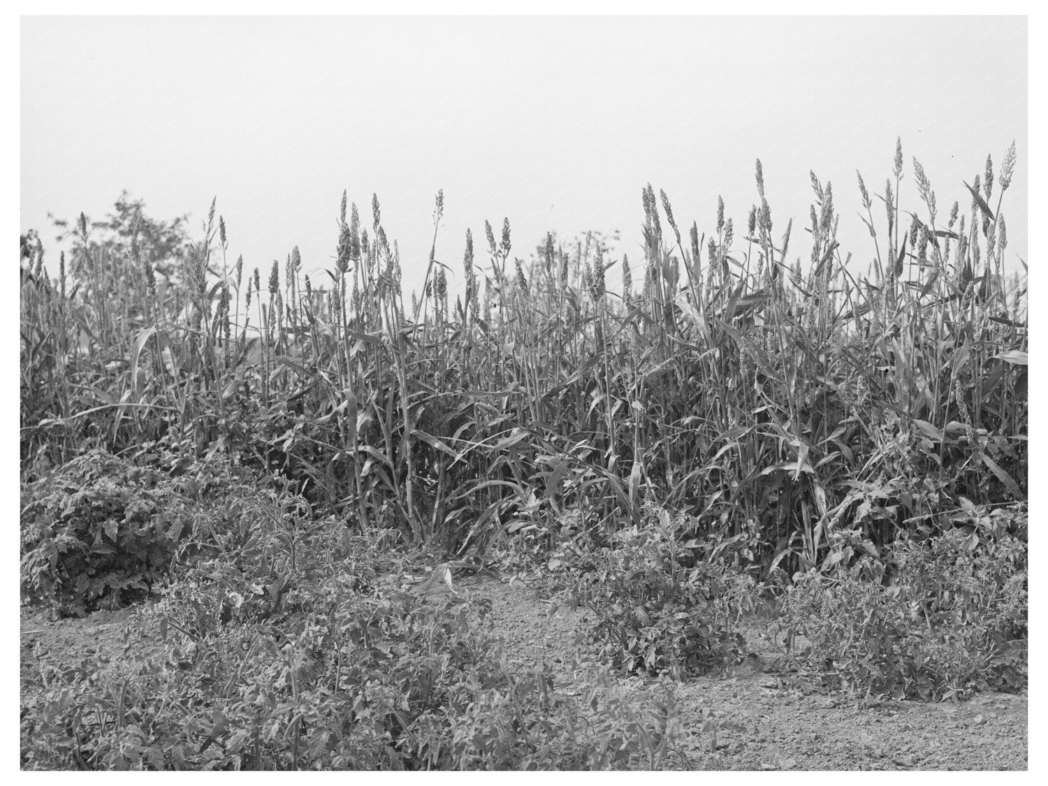 Kaffir Corn Windbreak in Kansas August 1939