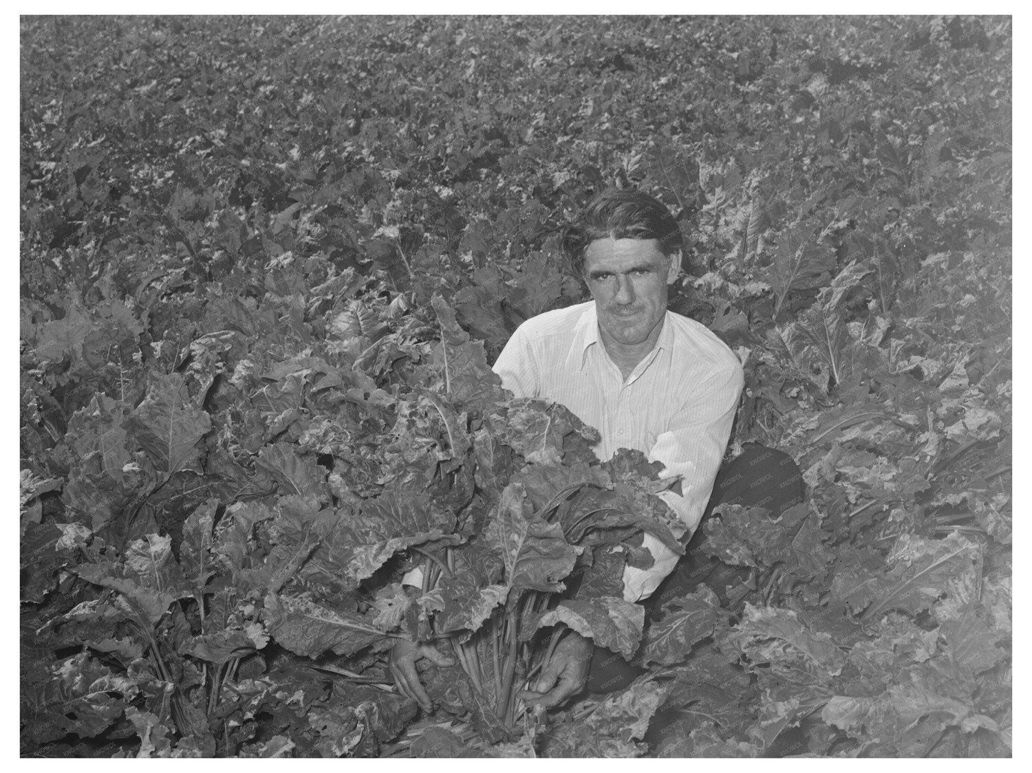 Ernest W. Kirk Jr. in Sugar Beet Field Colorado 1939